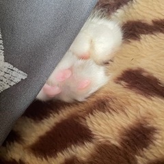 仔猫