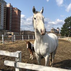 春★ジブンを変える乗馬スクールの画像