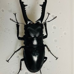 ギラファノコギリクワガタ　幼虫　84×49 wf3