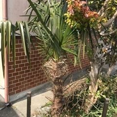 ソテツ かな？ 植木