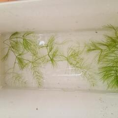 水草　マツモ　5本