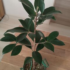ガジュマル挿し木～１年目