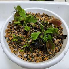【食虫植物】ハエトリソウ