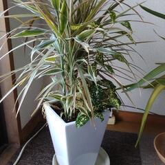 観葉植物 寄せ植えの画像