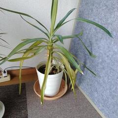 観葉植物 寄せ植えの画像
