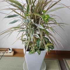 観葉植物 寄せ植え