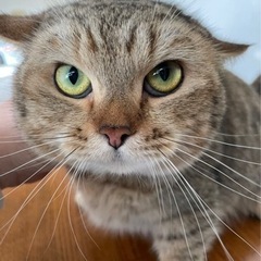 キジトラの短足マンチカン 女の子の画像