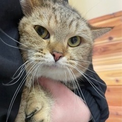 キジトラの短足マンチカン 女の子 − 岐阜県
