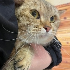キジトラの短足マンチカン 女の子 - 猫