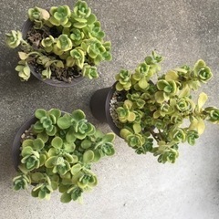 アロマティカス　茶色鉢1つ
