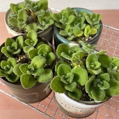 リメ缶付き　アロマティカス