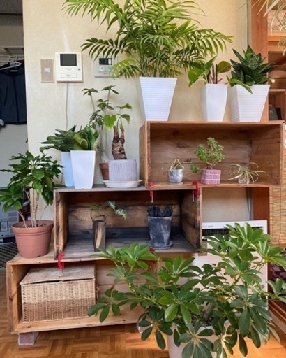 りんご箱 🍎ずーとあります選べます🍎2025/11/28更新✨😊 (林檎屋がは