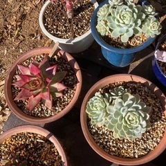 多肉植物エケベリアの画像