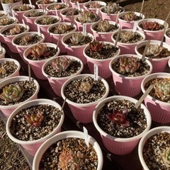 多肉植物エケベリア