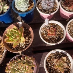 多肉植物エケベリアの画像