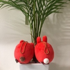 ブラウン＆コニー、幸福だるま🐈の画像