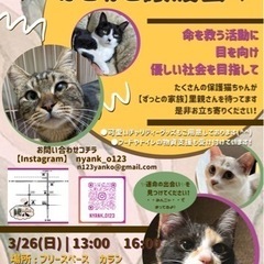 第8回岡田ほごねこ譲渡会13:00〜