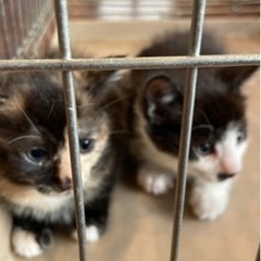 生後1ヶ月の子猫