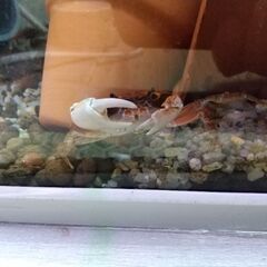 (お話し中)サワガニ3匹