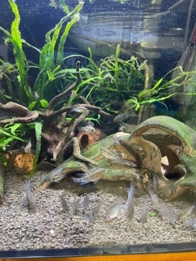 アピストグラマ　アルトタピチェ　トリオ♂♀♀