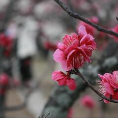 【友達募集】一緒に写真撮りに行きませんか？