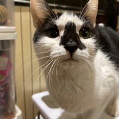 ピヨピヨ丸と呼んでます。