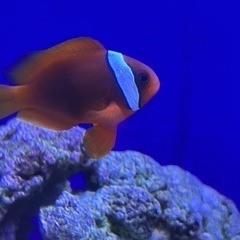ハマクマノミ1匹