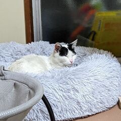 白に黒の模様の可愛い猫ちゃん！