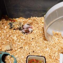 2023年2月22日生まれ　ゴールデンハムスター - その他