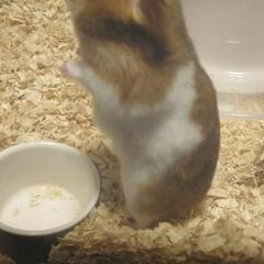 2023年2月22日生まれ　ゴールデンハムスター − 東京都