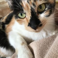 お膝の上が大好き❤️とても甘えん坊です。