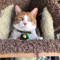 茶白オス猫の里親募集