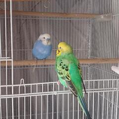 セキセイインコ二羽（男の子）
