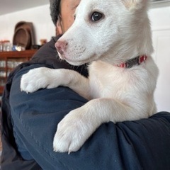 大三島　里親様決定いたしましたー！！！ - 犬