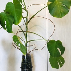 ハイドロカルチャー観葉植物モンステラ等水耕栽培キット空気清浄