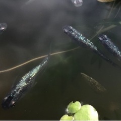 めだか成魚　サファイア　綺麗ですの画像