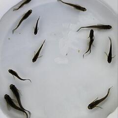 【お取り引き中】サタン　