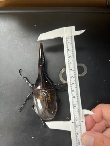 ヘラクレスオオカブトムシ