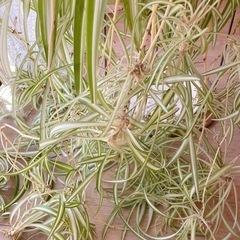 観葉植物　オリヅルラン  子株　たくさん①