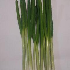 農園直送   根切カット  青ネギ 1kg   ※送料無料