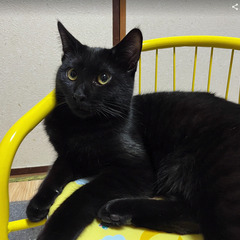 募集中！黒猫の琥珀(こはく)くん