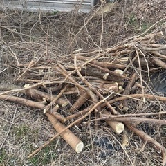 キャンプ用　薪に最適！広葉樹（品種不明）あげます。