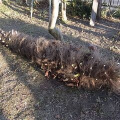 伐採した シュロの木 シュロの樹皮 ガーデニング DIY資材などに