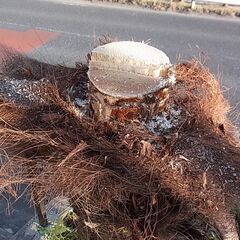 伐採した シュロの木 シュロの樹皮 ガーデニング DIY資材などにの画像