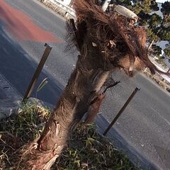 伐採した シュロの木 シュロの樹皮 ガーデニング DIY資材などにの画像