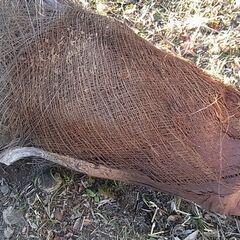 伐採した シュロの木 シュロの樹皮 ガーデニング DIY資材などにの画像