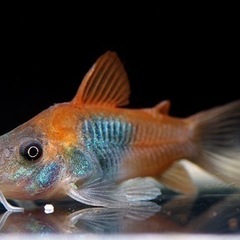 熱帯魚恵庭　期間限定‼️コリドラスベネズエラオレンジ 1匹→40...