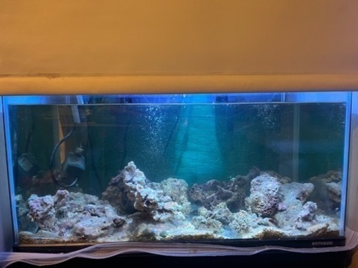 海水魚水槽セット　引き取り限定