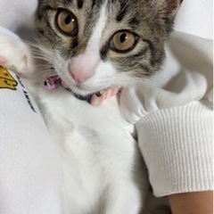 日立市で猫の里親探してます。