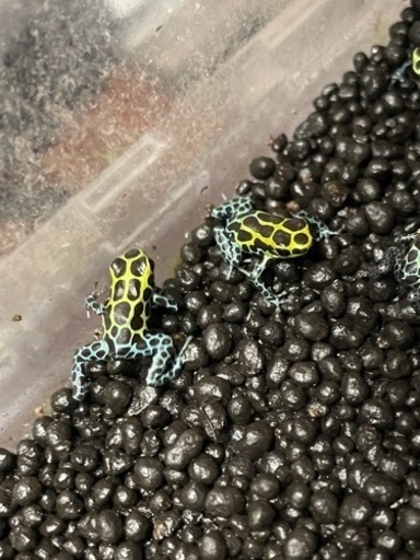 ヤドクガエル  バリアビリス サザン